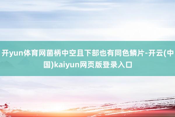 开yun体育网菌柄中空且下部也有同色鳞片-开云(中国)kaiyun网页版登录入口